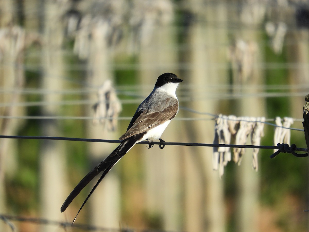 Gabelschwanz-Königstyrann - ML646638816