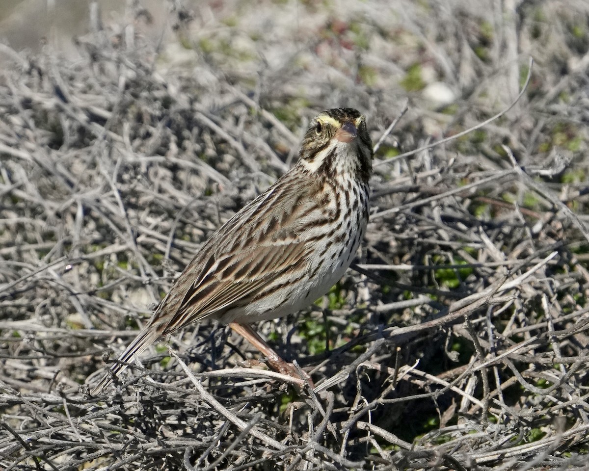 strnadec luční - ML646638817