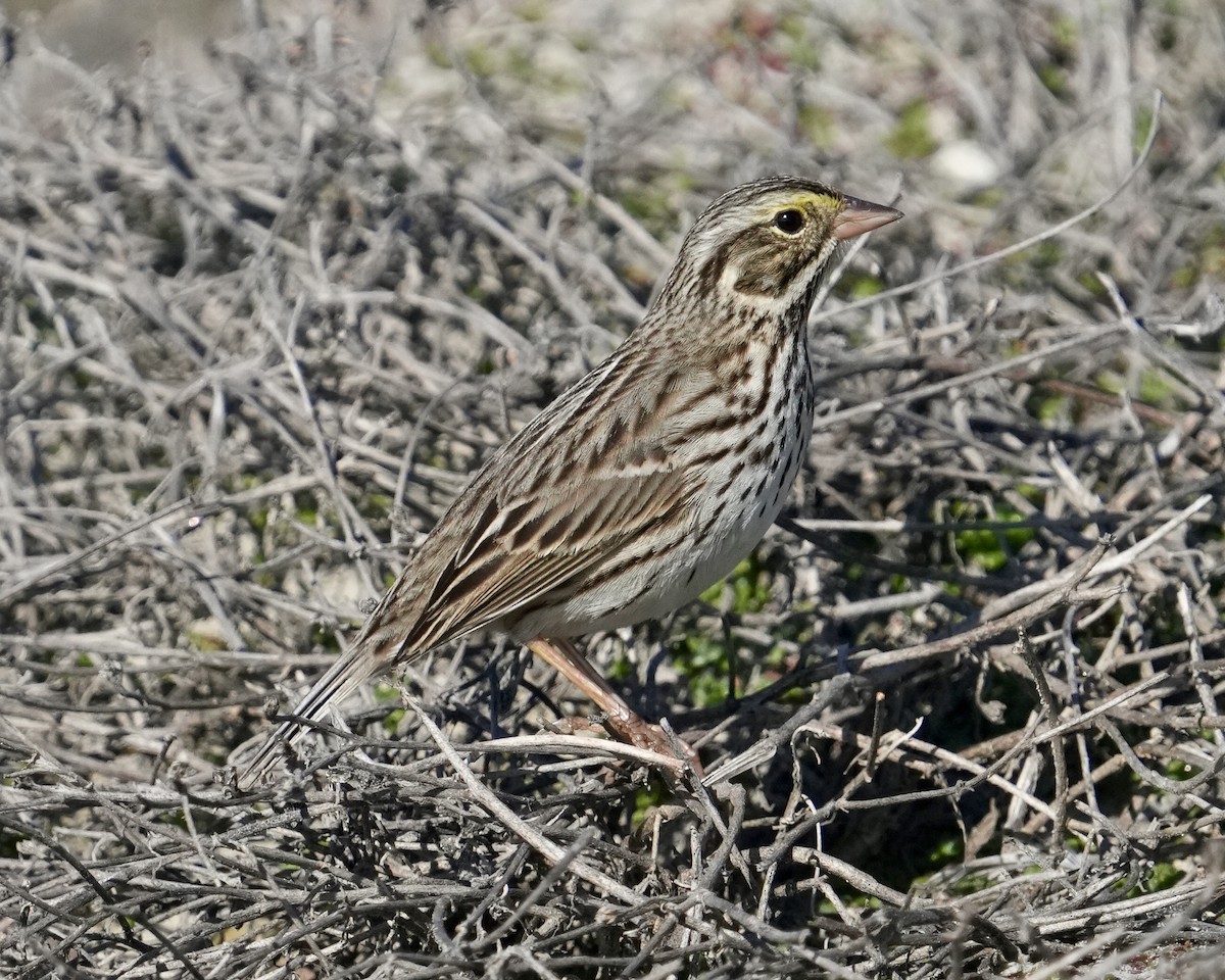 strnadec luční - ML646638818