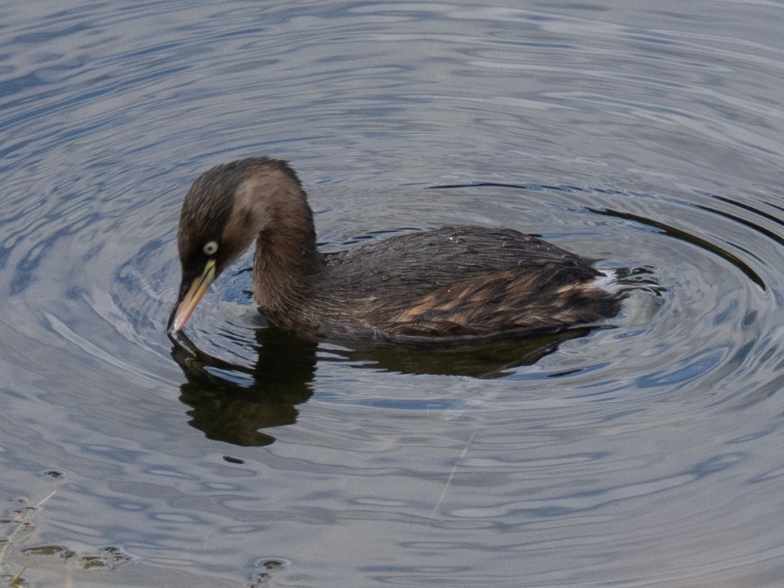 dvergdykker - ML646638820