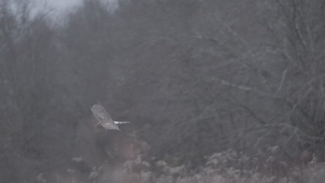 Northern Harrier - ML646638821