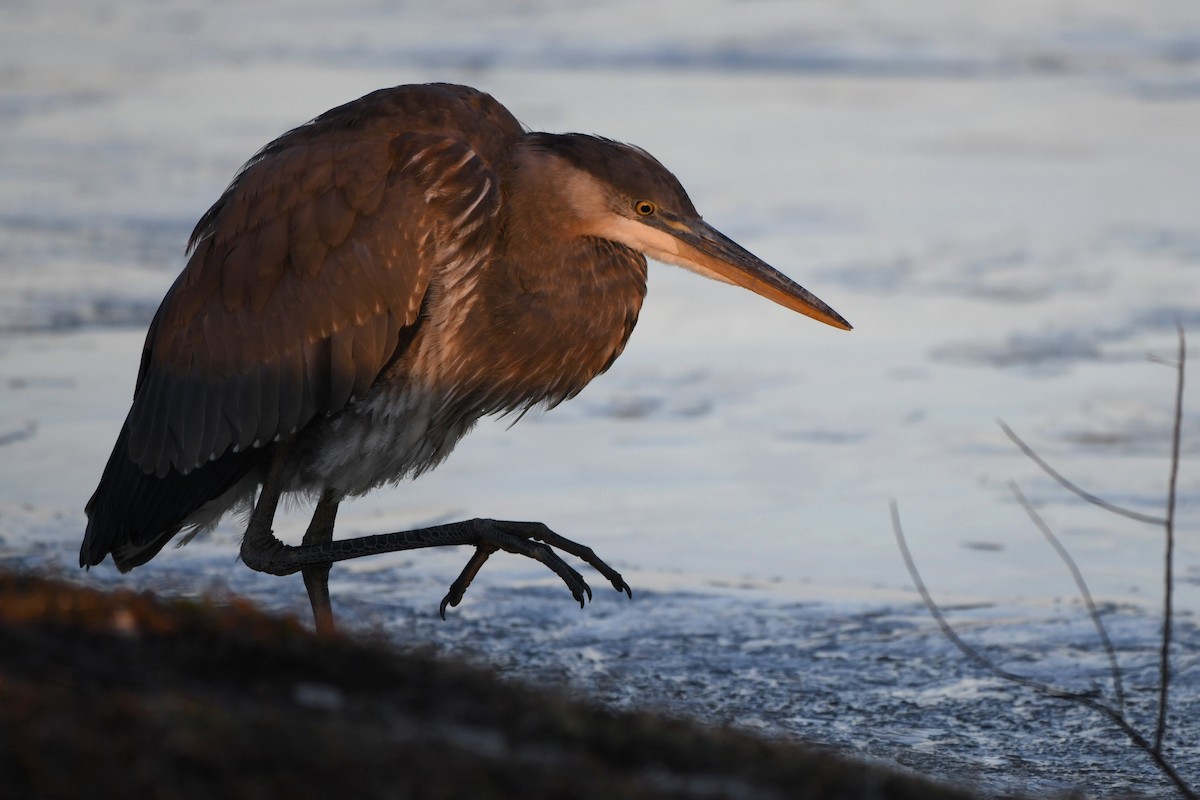 Grand Héron - ML646638823