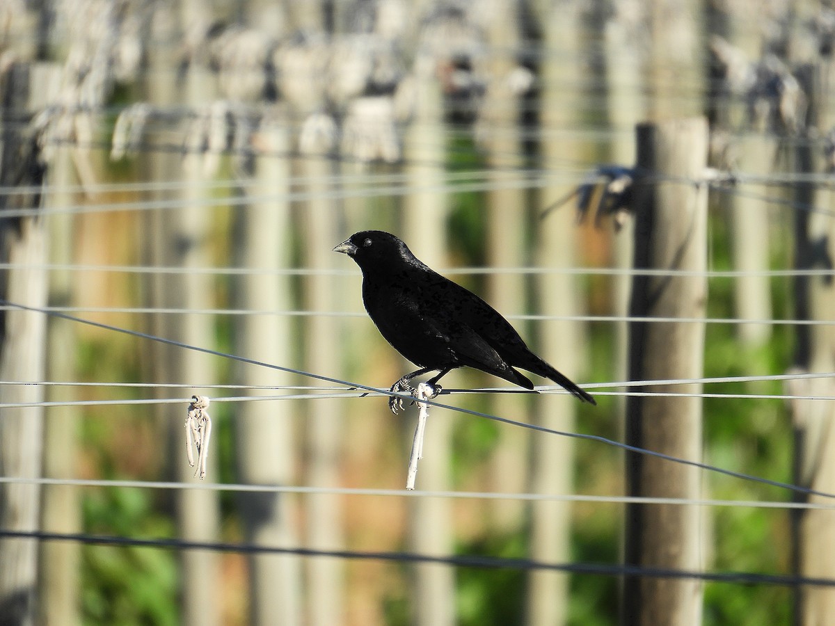 Rotachsel-Kuhstärling - ML646638825