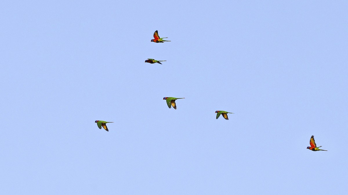 Red-collared Lorikeet - ML646638828