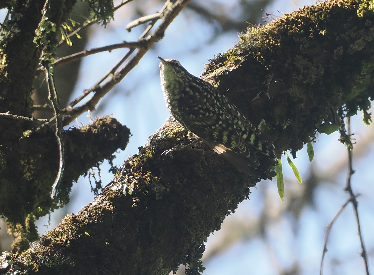 African Spotted Creeper - ML646638829