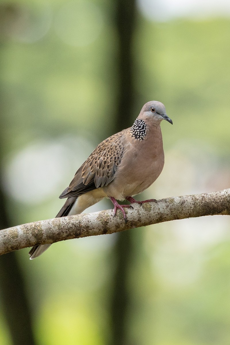Spotted Dove - ML646638831