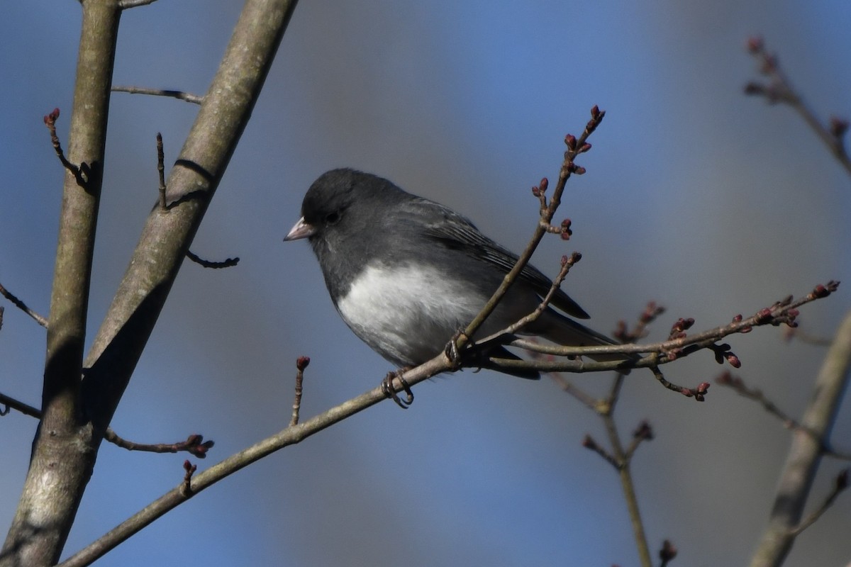 Dark-eyed Junco - ML646638832