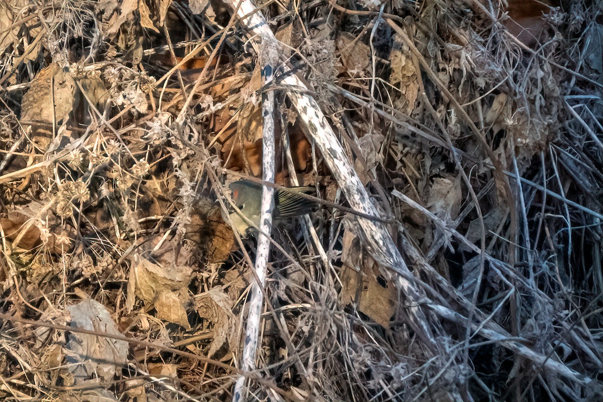 Ruby-crowned Kinglet - ML646638838