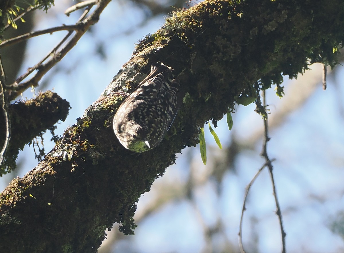 African Spotted Creeper - ML646638839