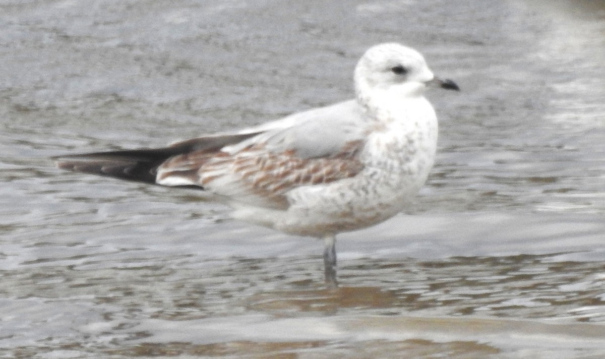 Gavina - ML646638842