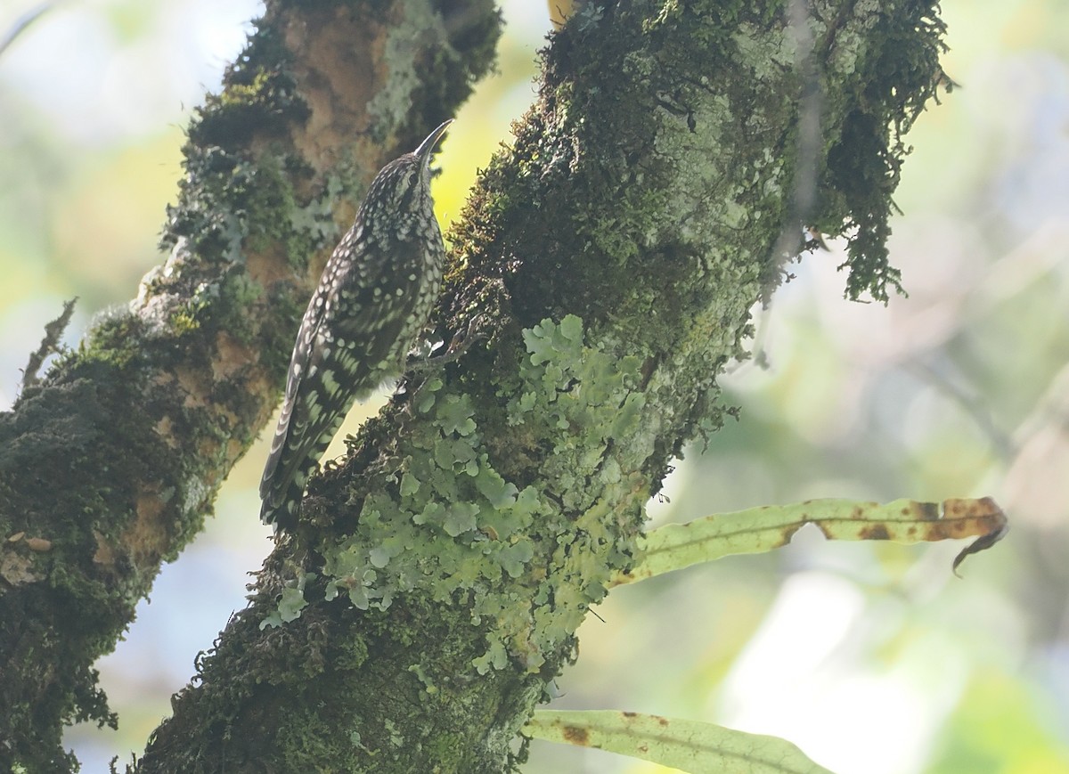 African Spotted Creeper - ML646638843
