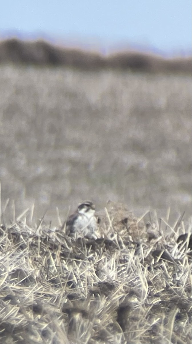 Мексиканский сокол - ML646638844