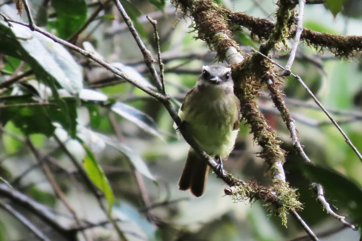 Golden-bellied Flycatcher - ML646638846