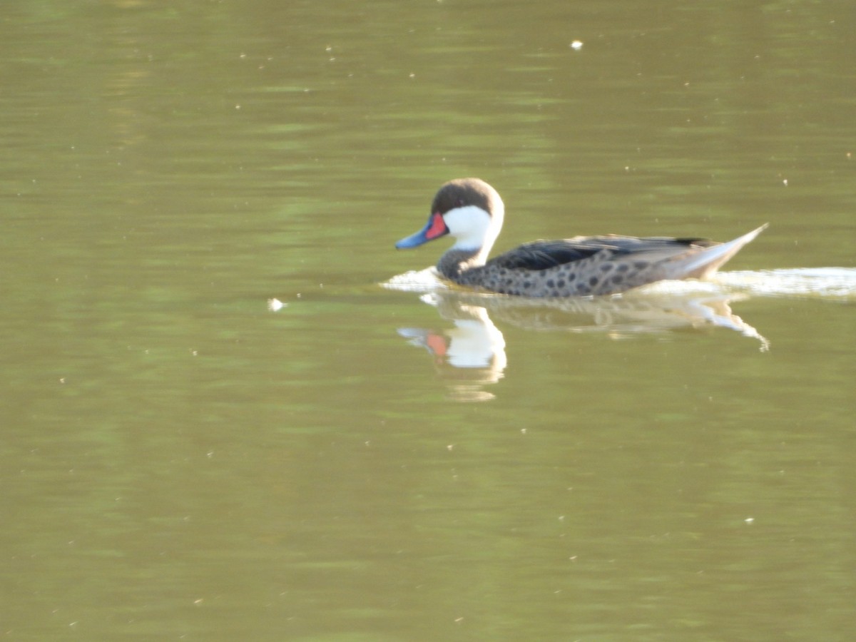 White-cheeked Pintail - ML646638847