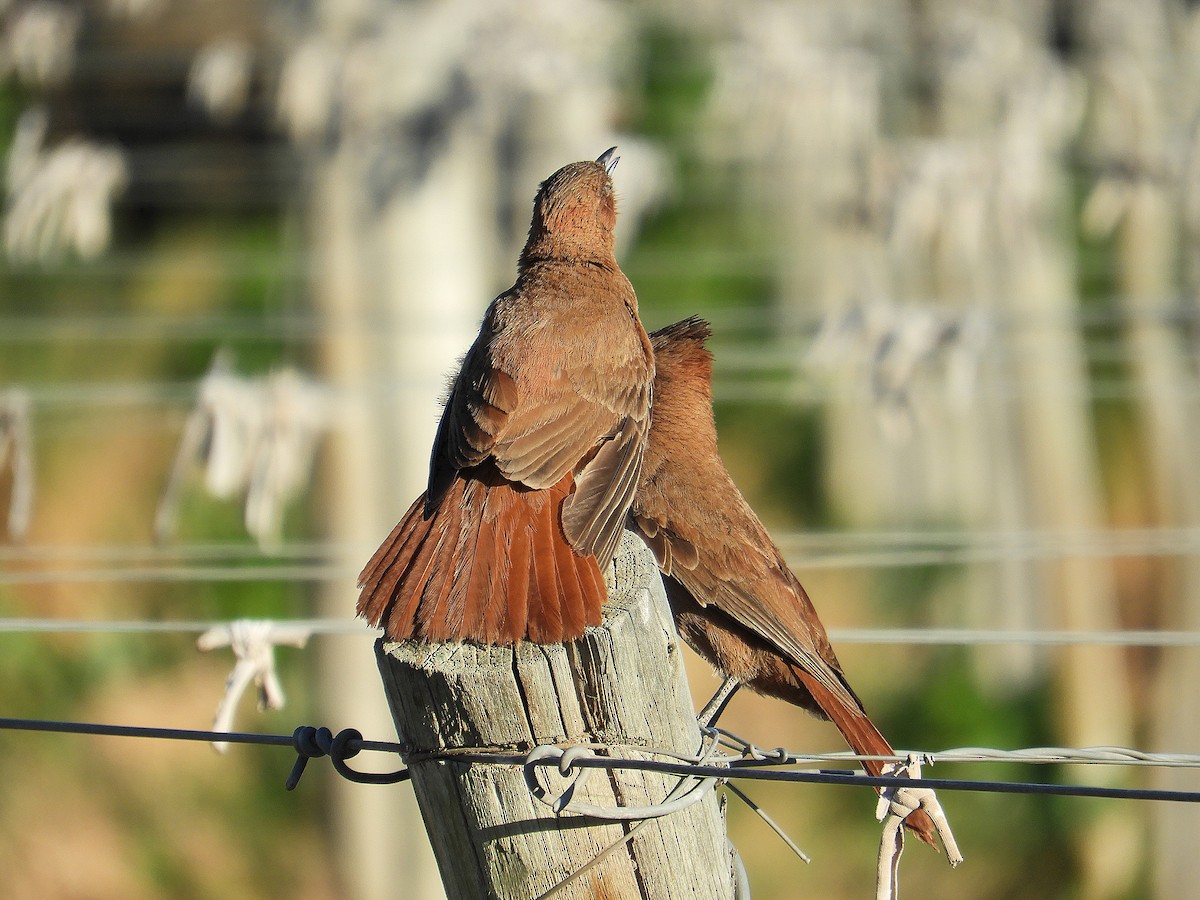 Braunhaubenläufer - ML646638848