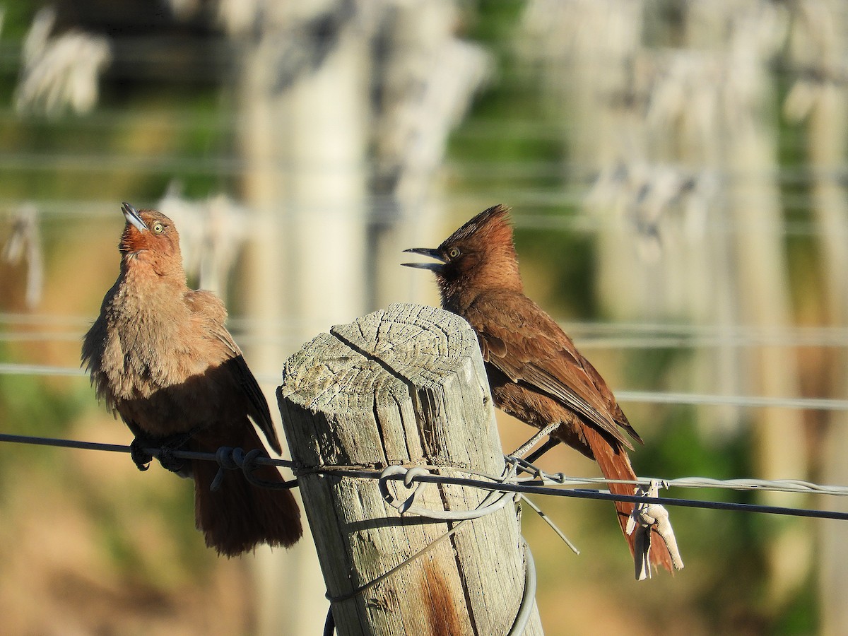 Braunhaubenläufer - ML646638849