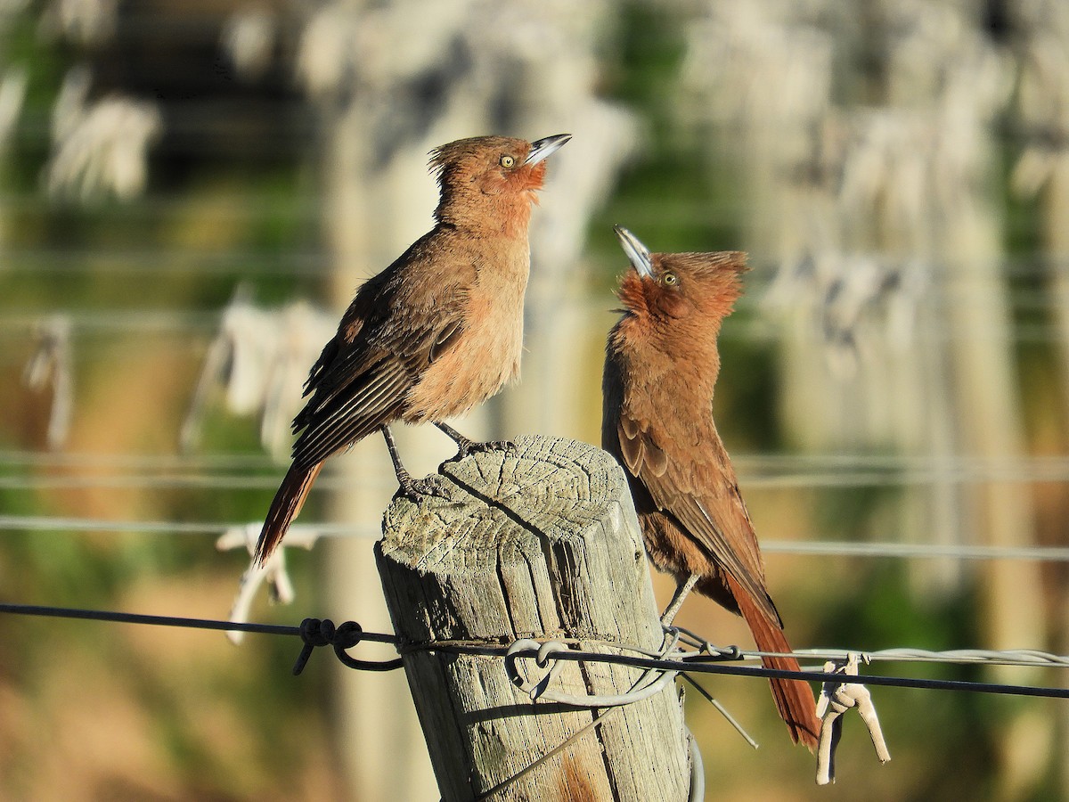 Braunhaubenläufer - ML646638850