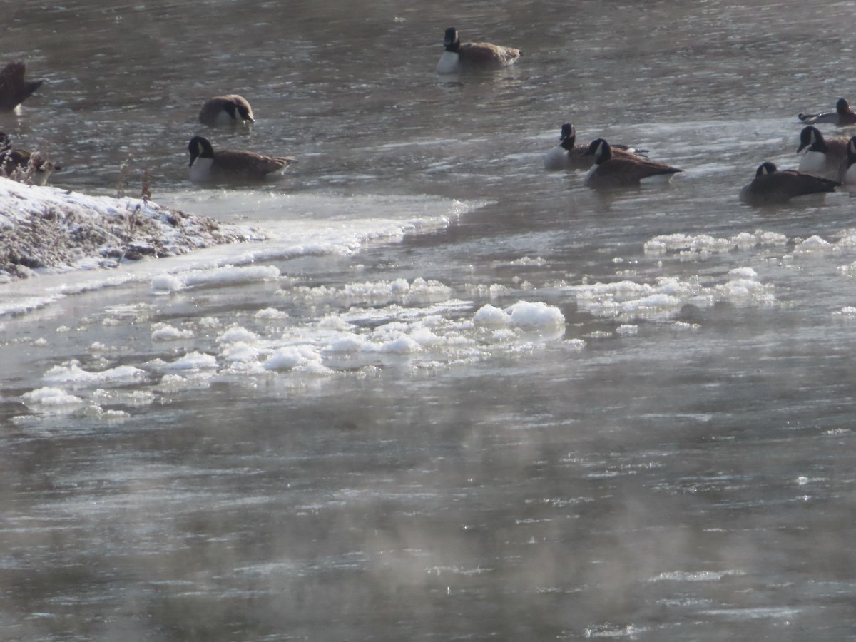 Canada Goose - ML646638863