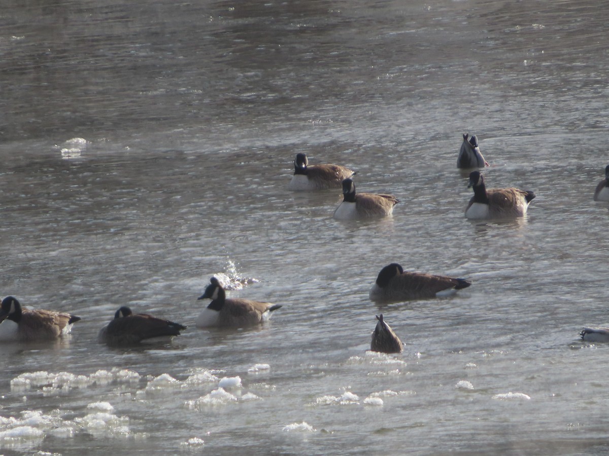 Canada Goose - ML646638866