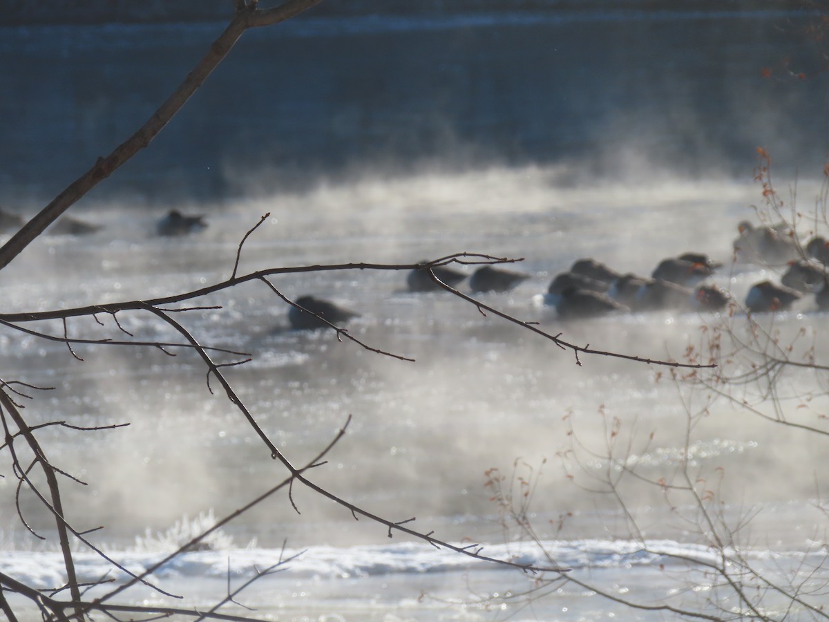 Canada Goose - ML646638867