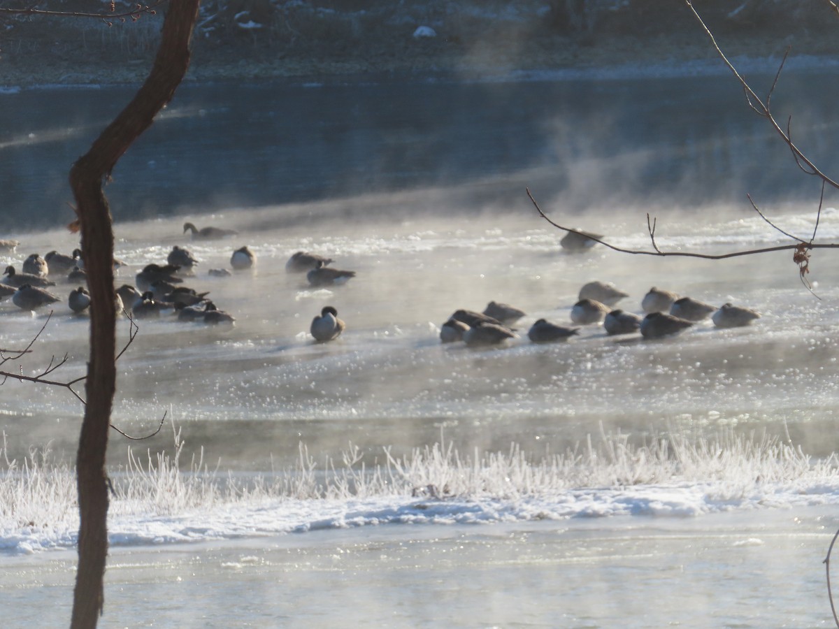 Canada Goose - ML646638868