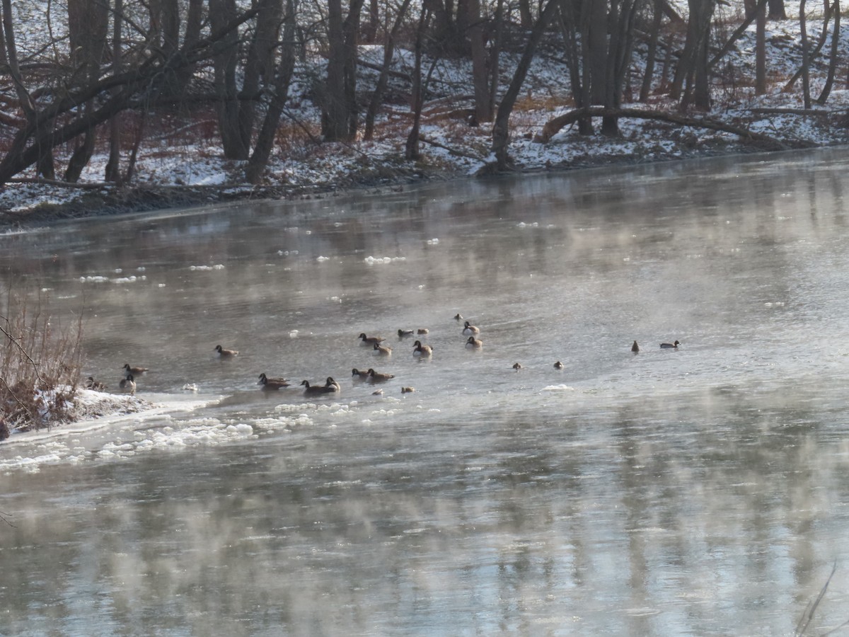 Canada Goose - ML646638870