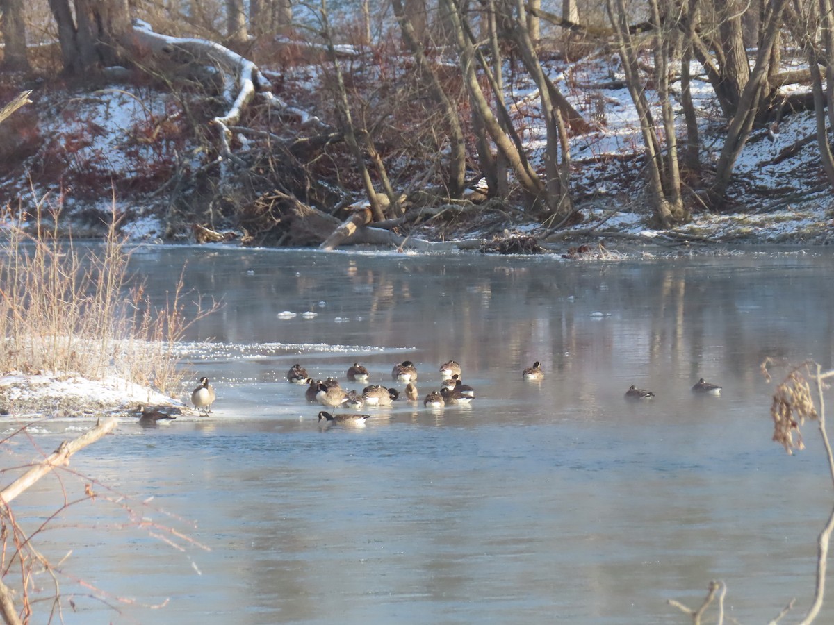 Canada Goose - ML646638871
