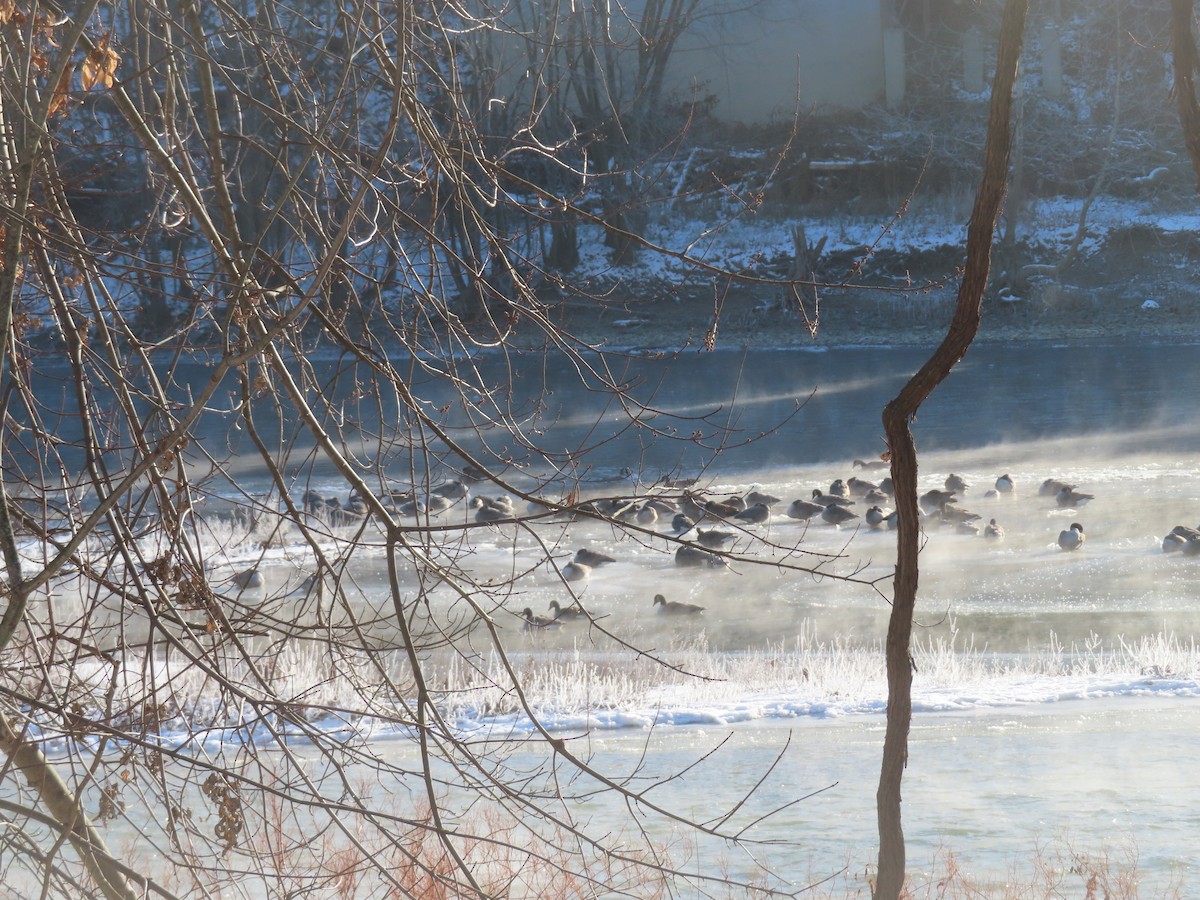 Canada Goose - ML646638872