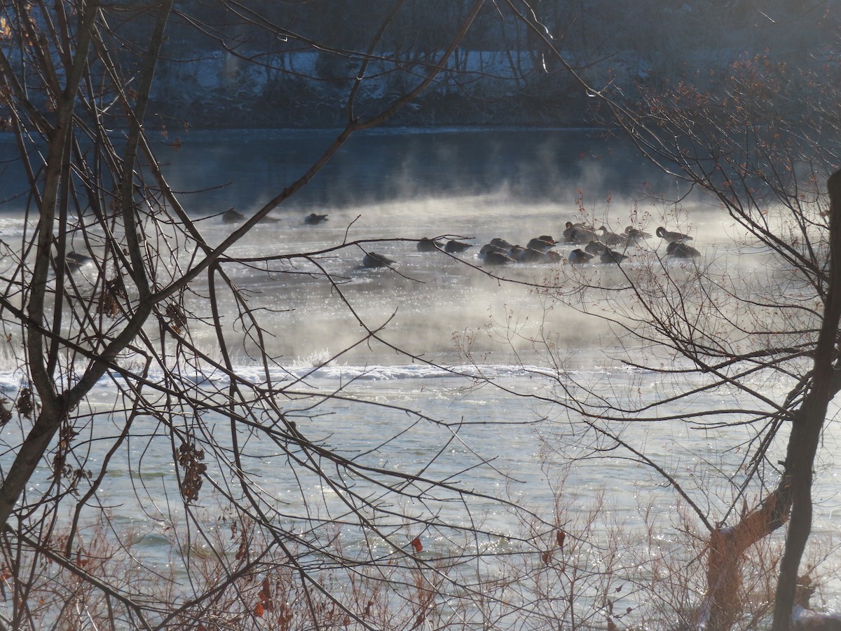 Canada Goose - ML646638873