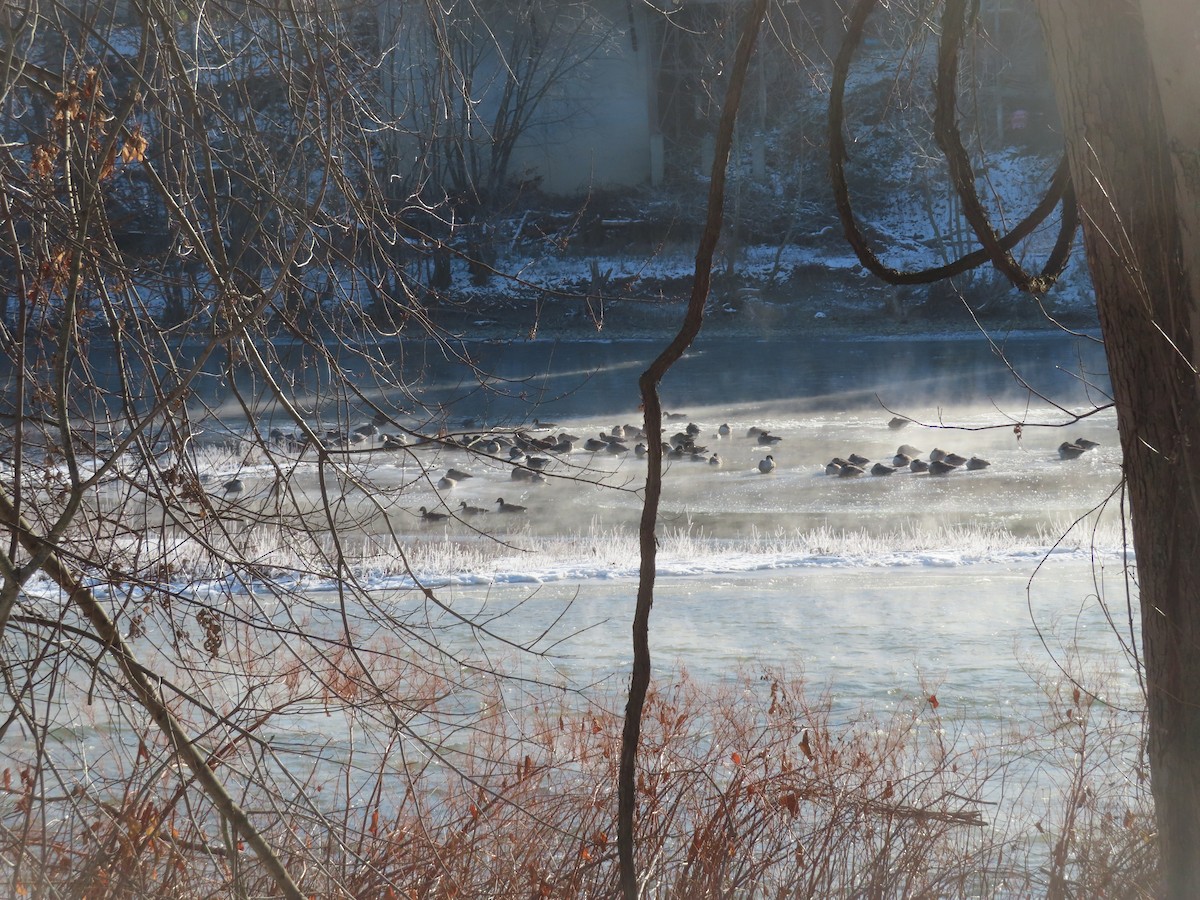 Canada Goose - ML646638874