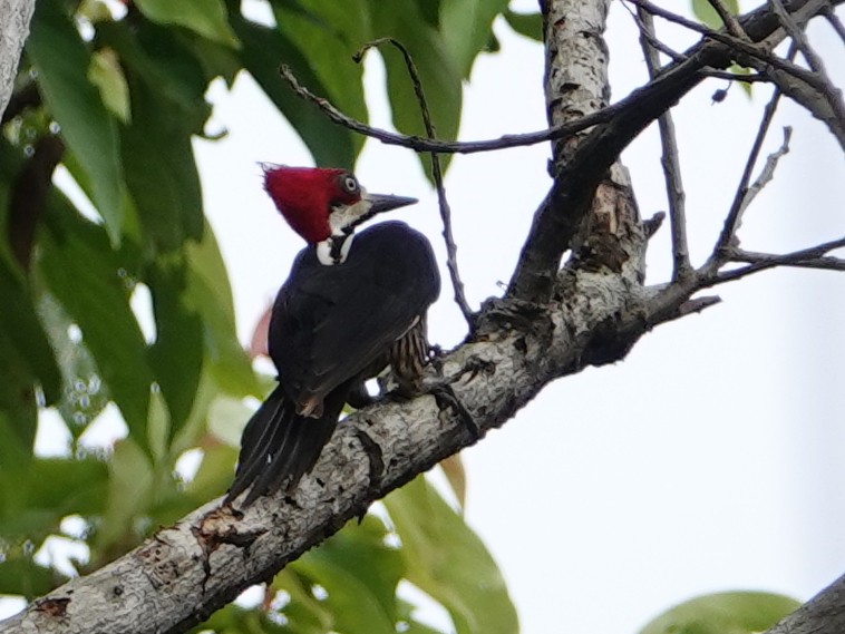 Picamaderos Barbinegro - ML646638875