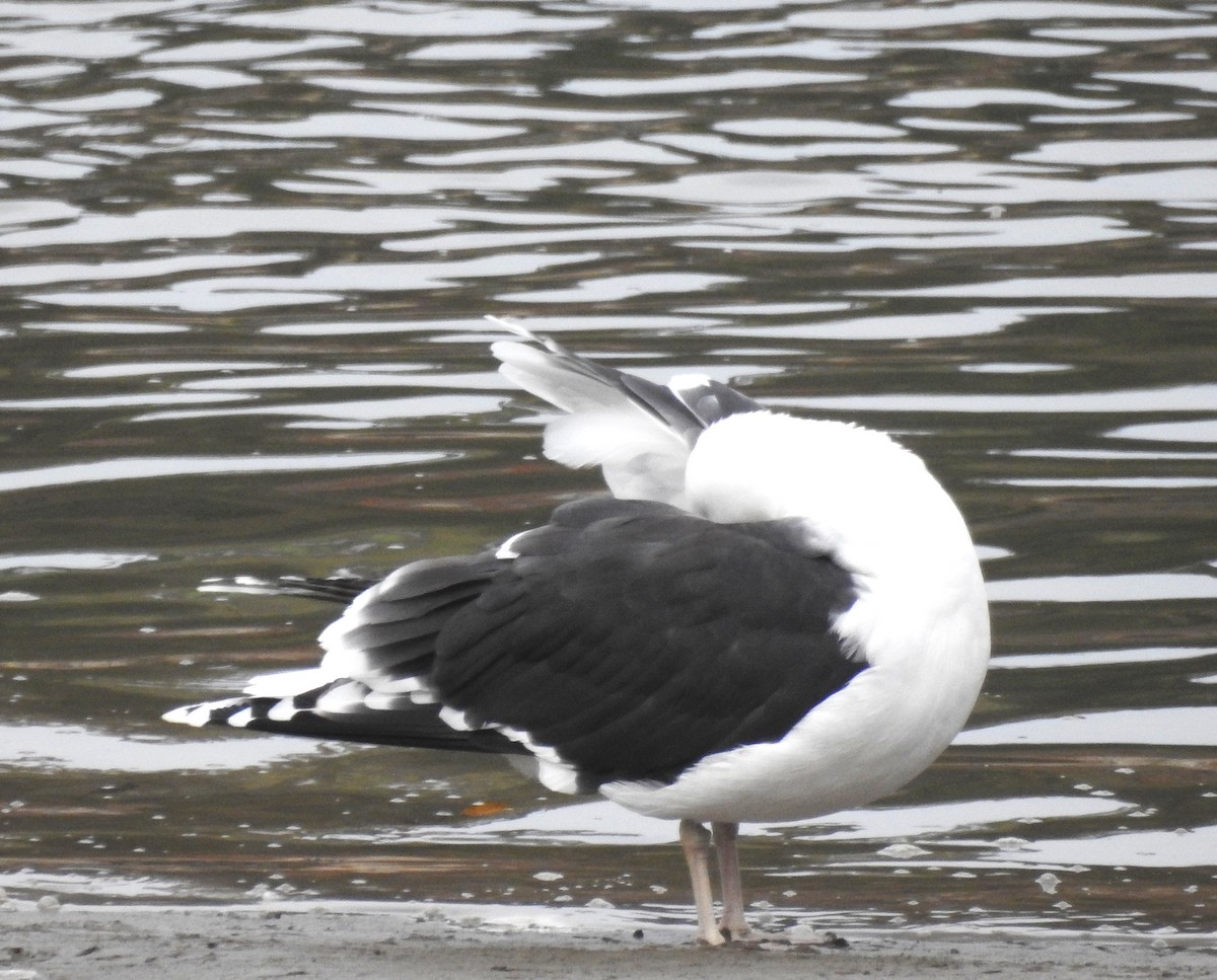 Great Black-backed Gull - ML646638876