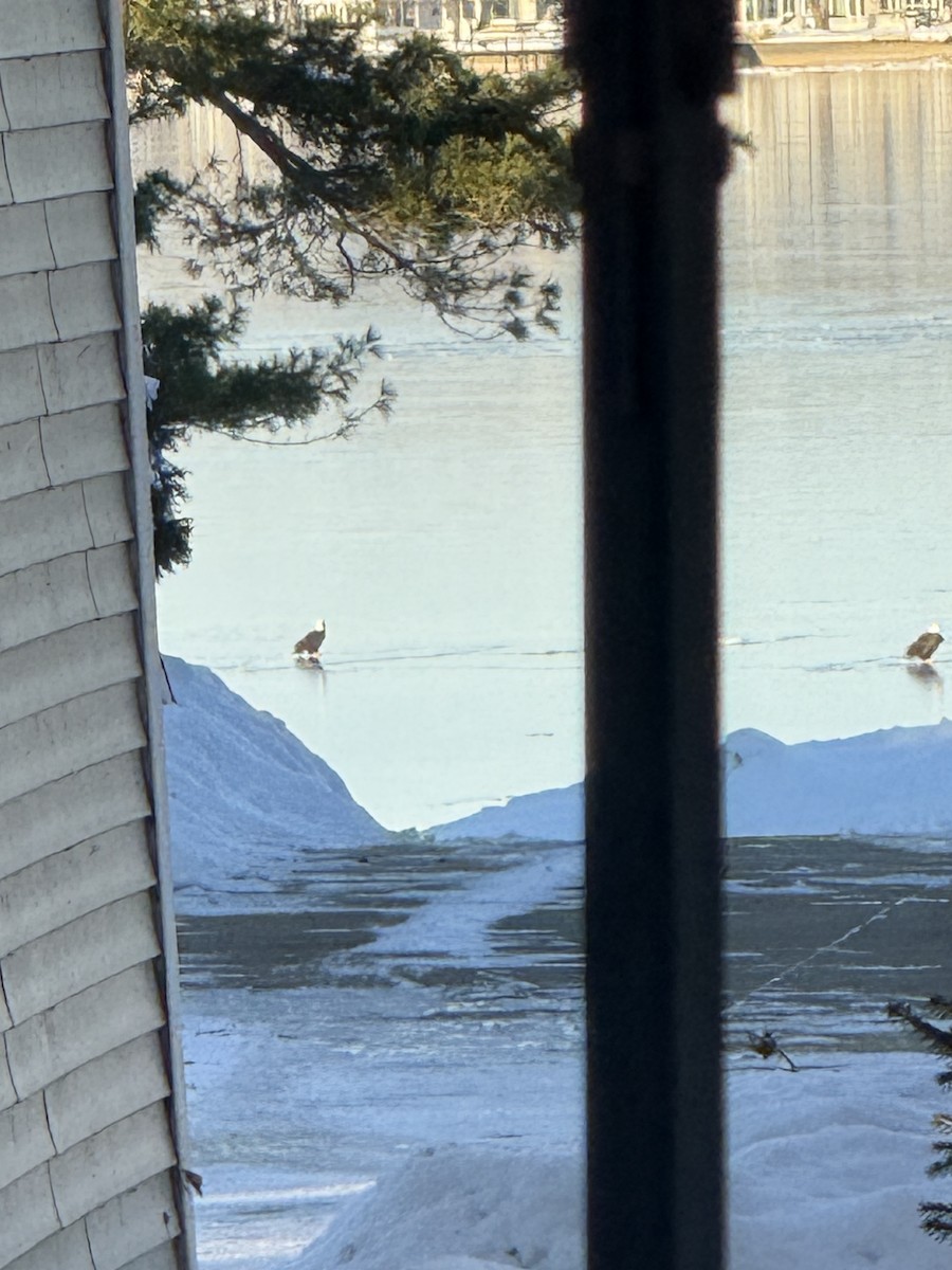 Pygargue à tête blanche - ML646638878