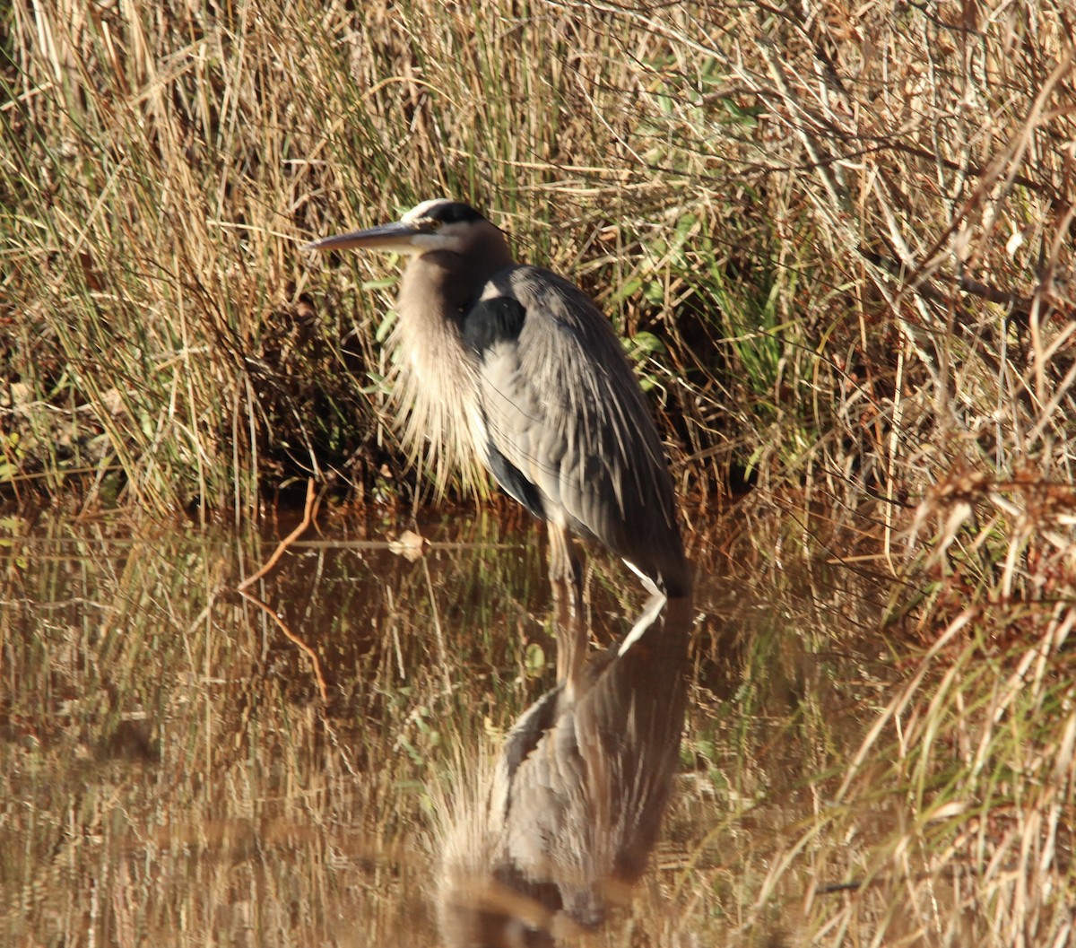 Grand Héron - ML646638879