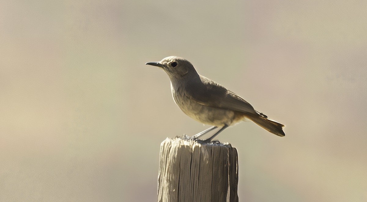 Erdsteinschmätzer - ML646638881