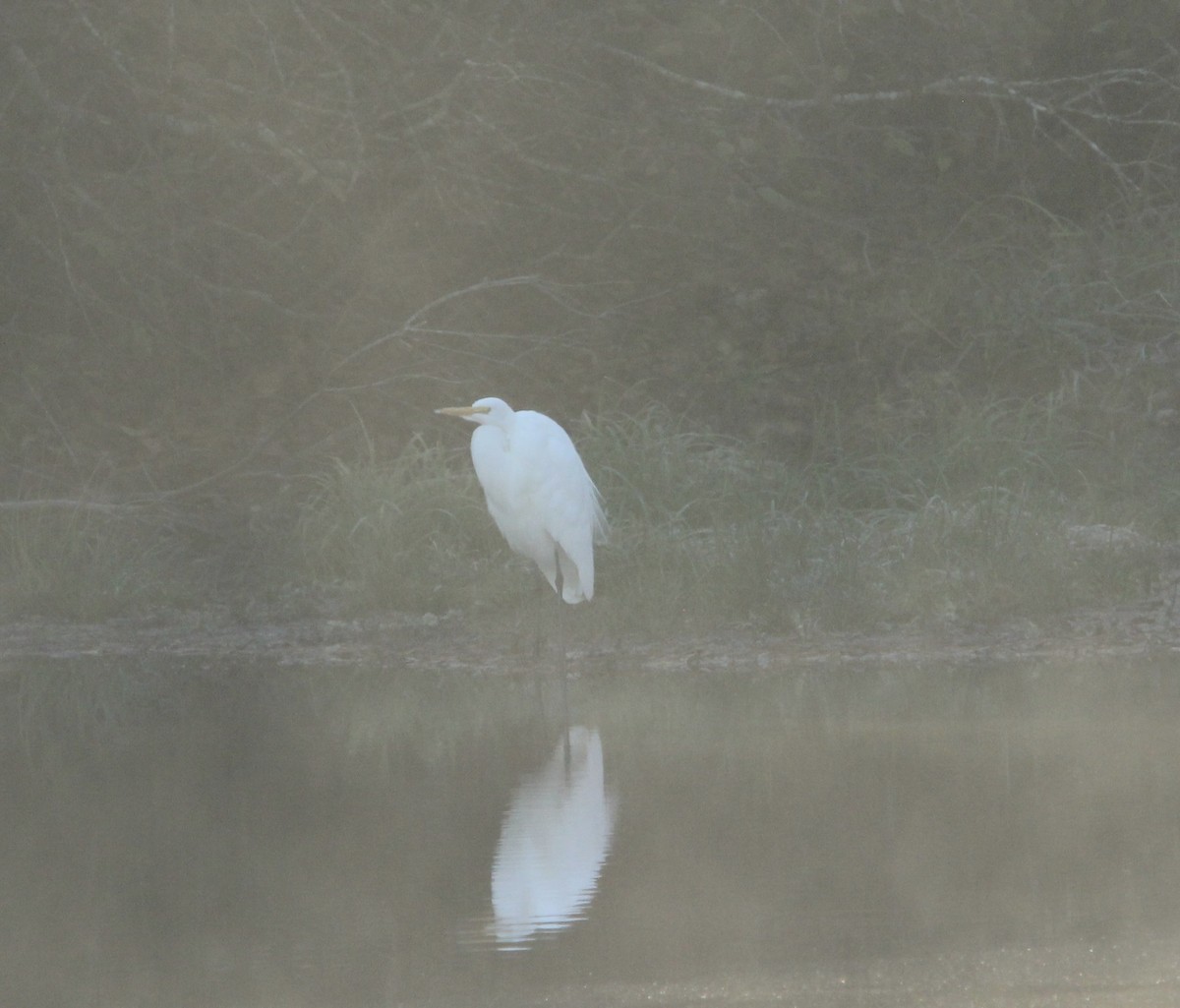 Airone bianco maggiore - ML646638883