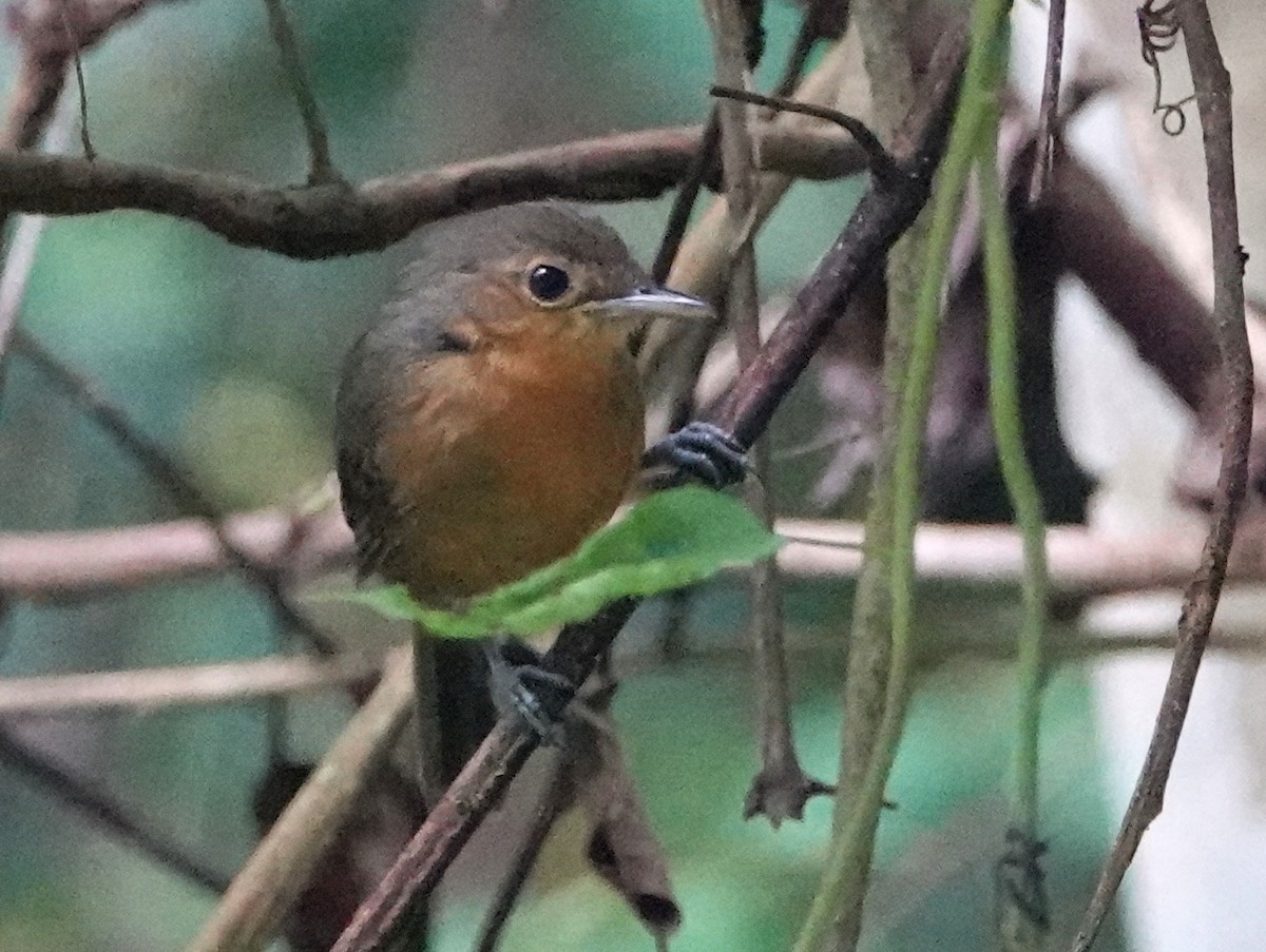 Grisin sombre - ML646638886