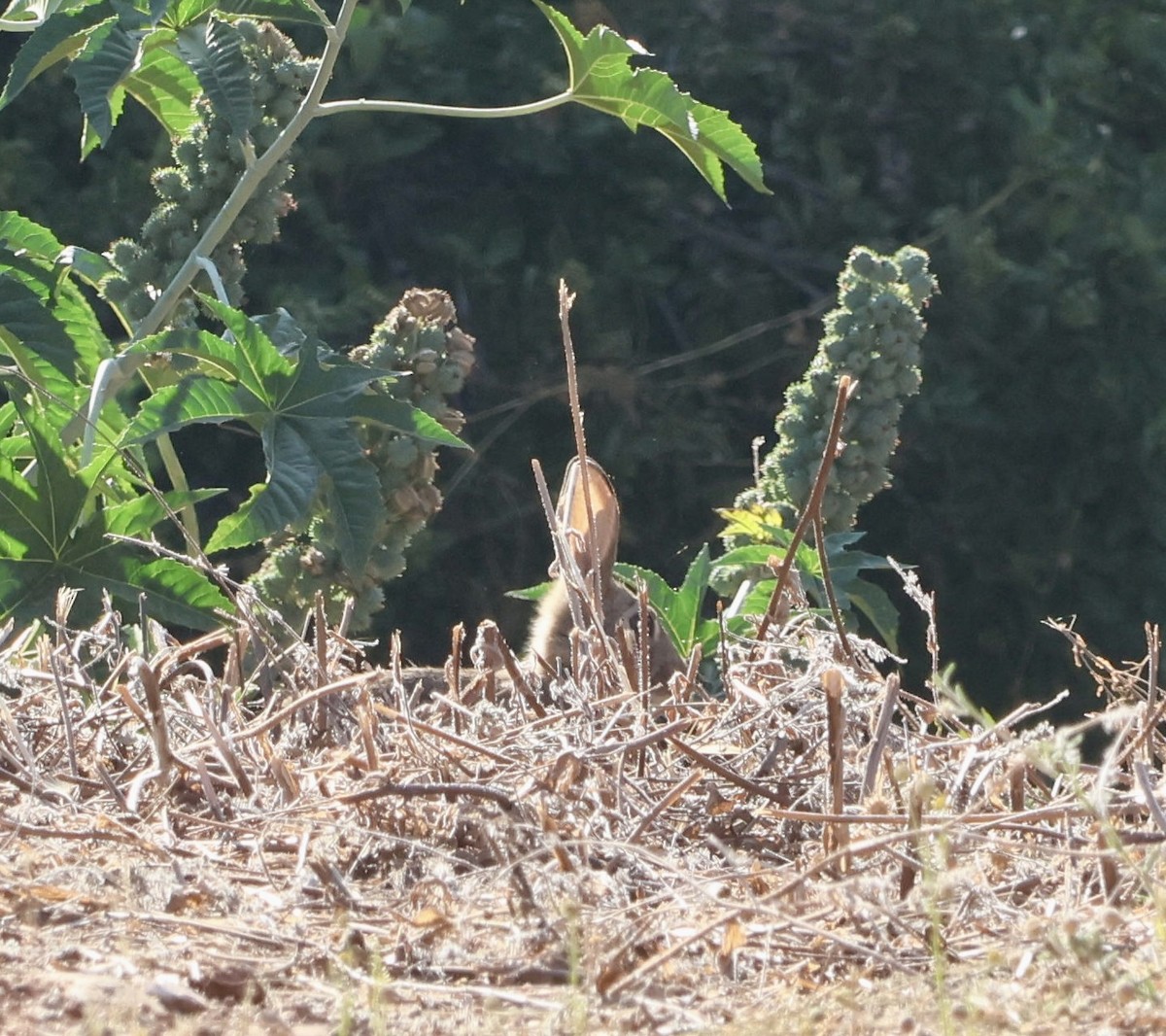 Lagomorphs - ML646638887