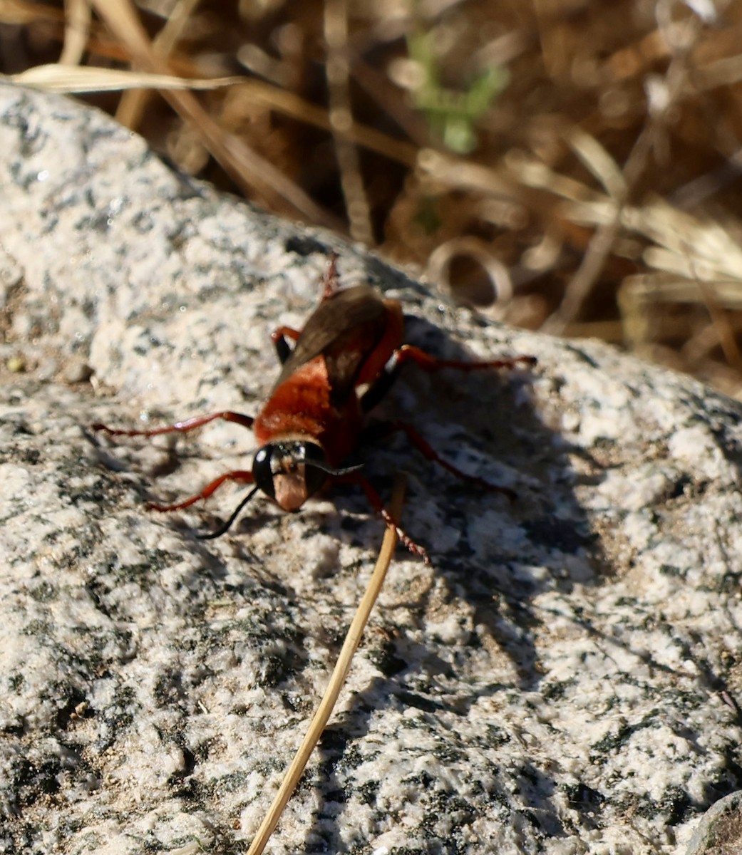 Insects - ML646638888