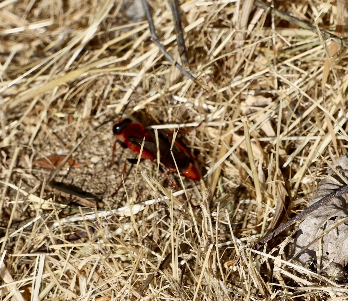 Animals - ML646638889