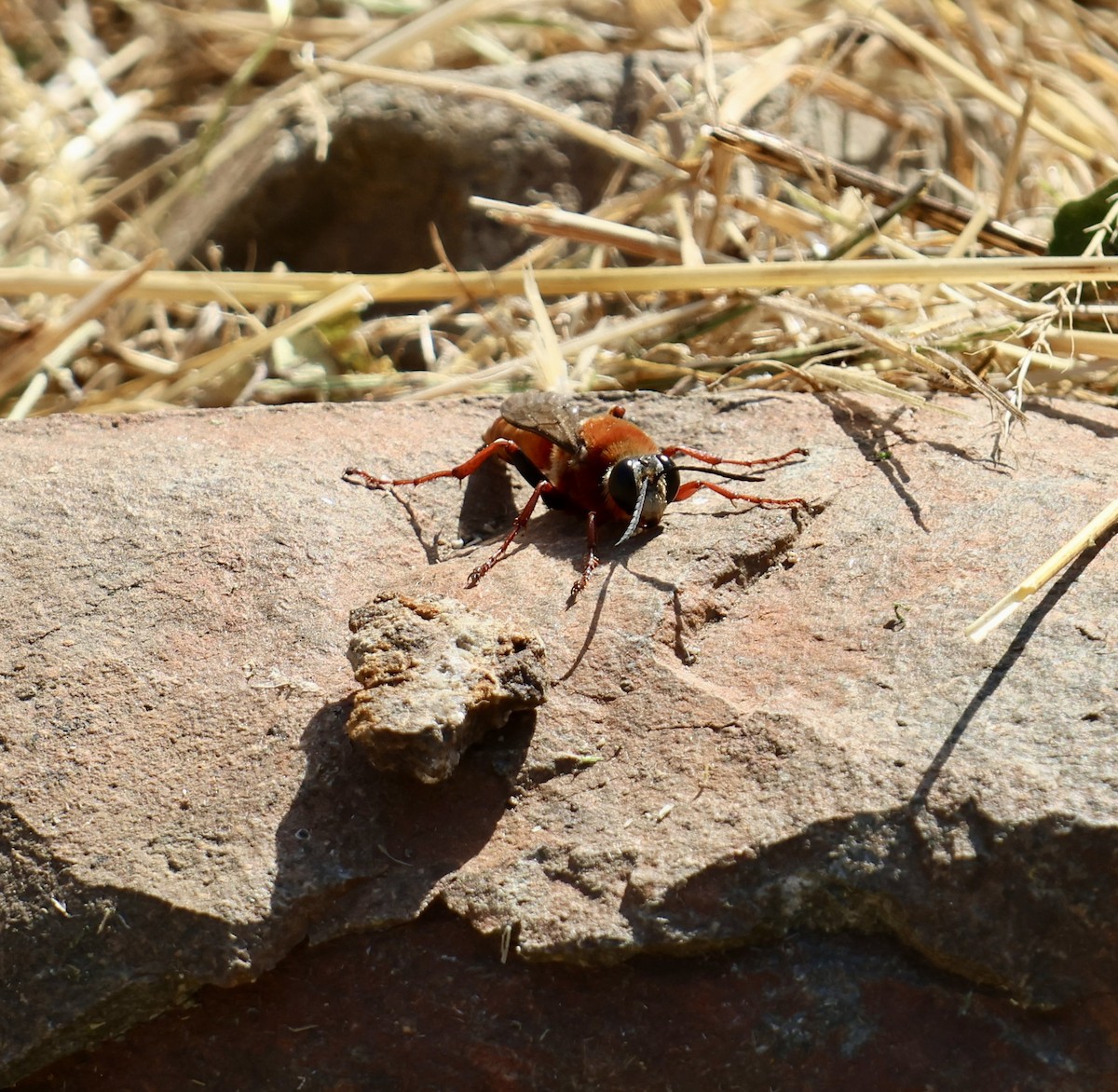 Animals - ML646638890