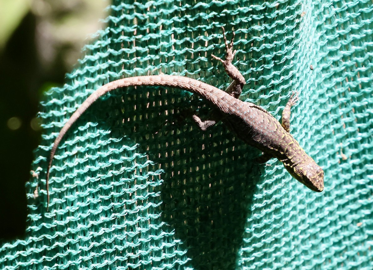 Smooth-throated Swifts - ML646638891