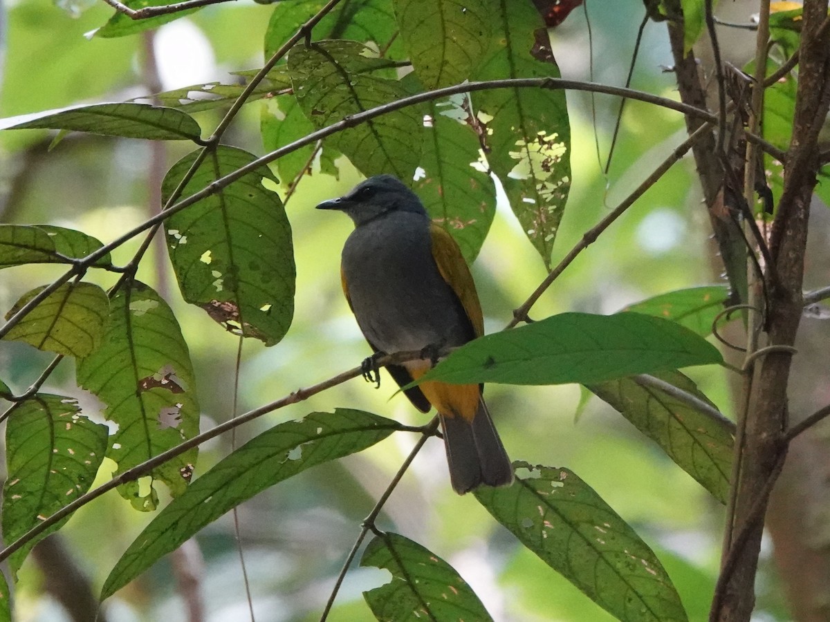 Gray-bellied Bulbul - ML646638892