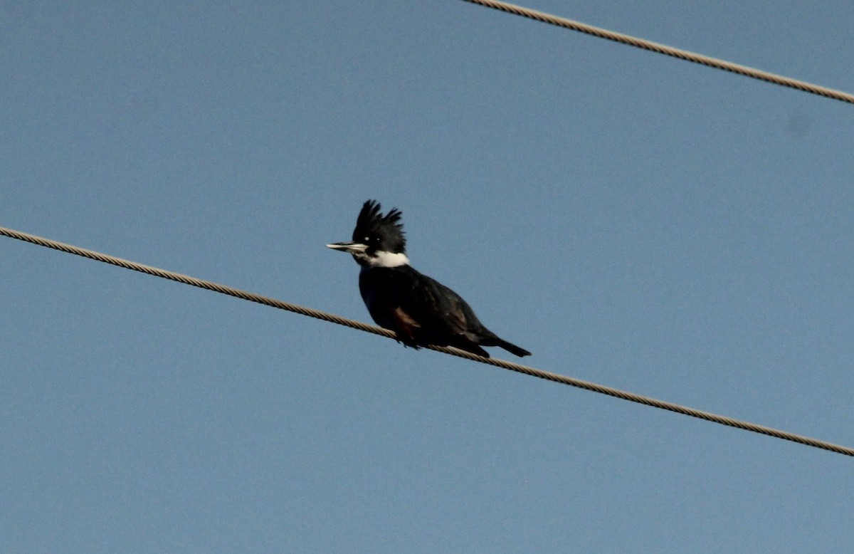 Belted Kingfisher - ML646638896