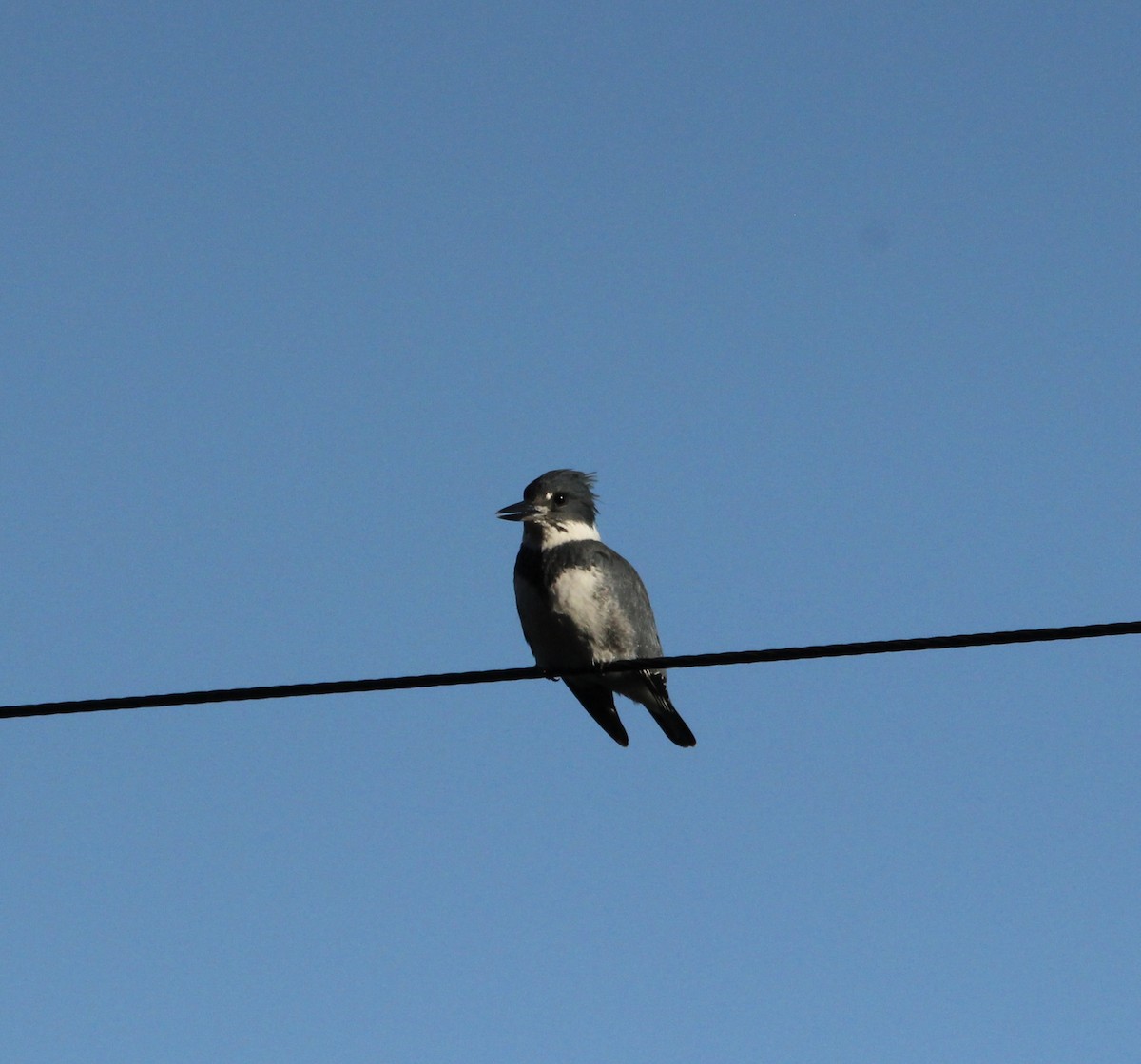 Belted Kingfisher - ML646638897