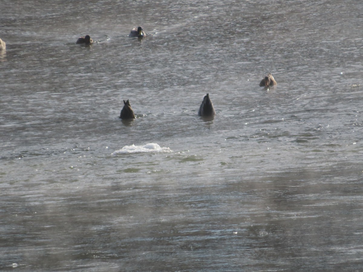 Germano reale - ML646638902