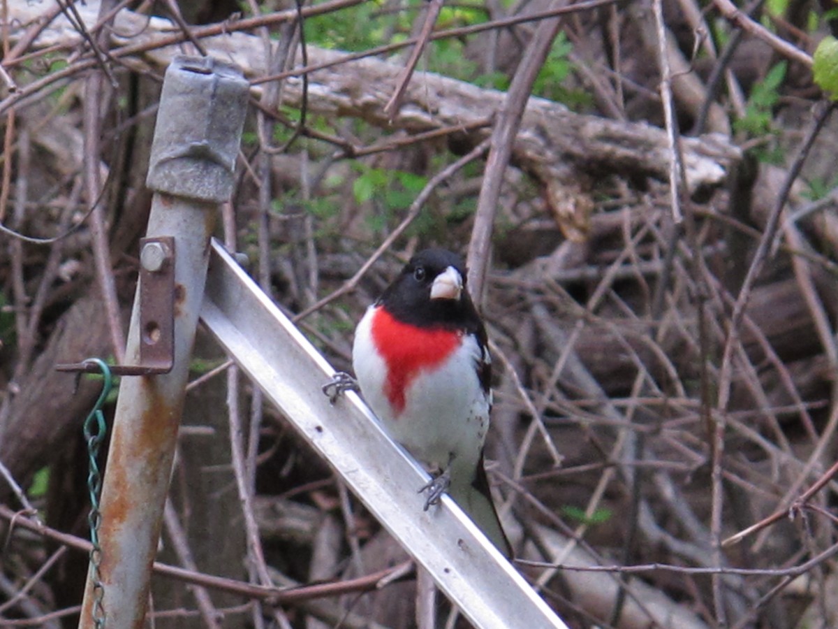 Rose-breasted Grosbeak - ML646638903