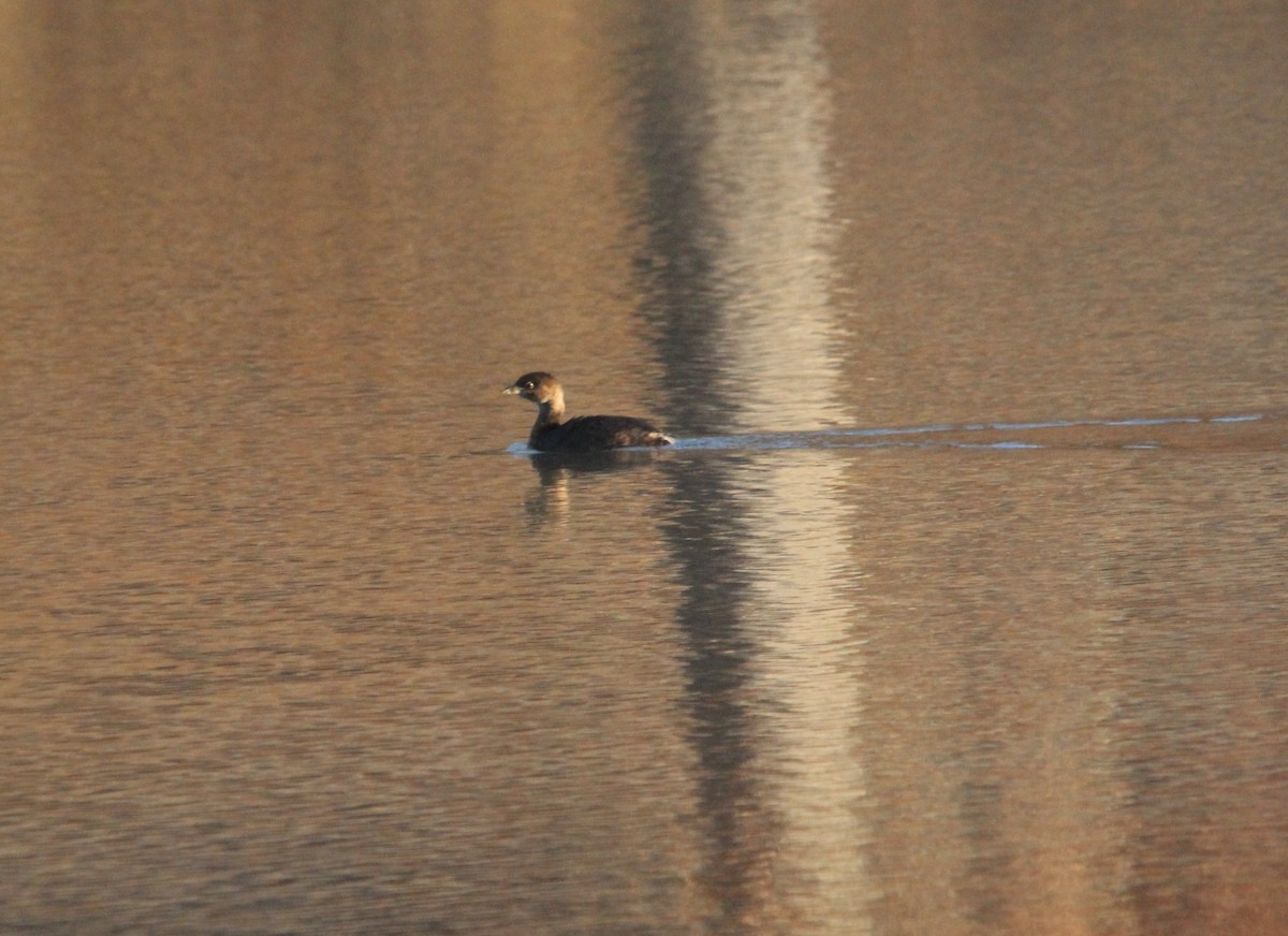 Pied-billed Grebe - ML646638906