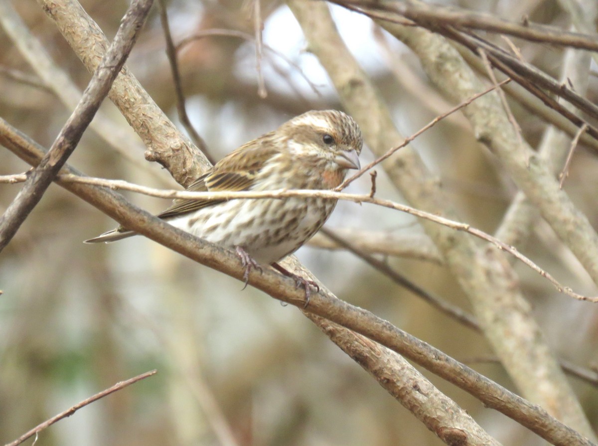 Purple Finch - ML646638908