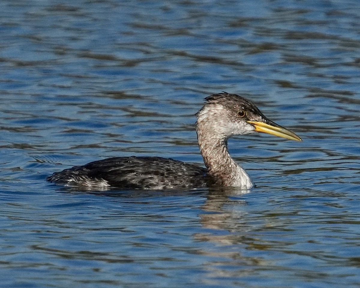 Somormujo Cuellirrojo - ML646638910